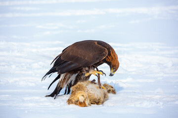Fototapeta premium A large eagle caught a fox against a backdrop of snow. A bird of prey hunts its prey. A golden eagle sits in the snow, clinging to its prey. Falconry. A national tradition of Asia. Berkutchi,