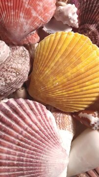 Animated Vertical Background of Colorful Seashells. Collection of Different Shapes and Colored Shells for Beach and Summer Vibes