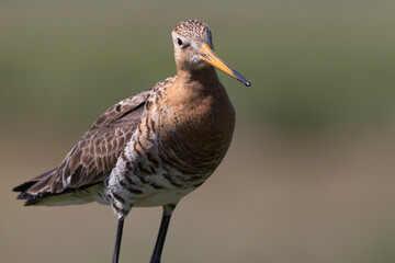 Obraz premium Black-tailed godwit standing gracefully in the Netherlands during a sunny day