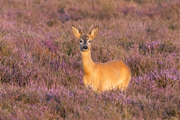 Roe deer standing among purple heather on Westerheide heathland in the Netherlands during golden hour