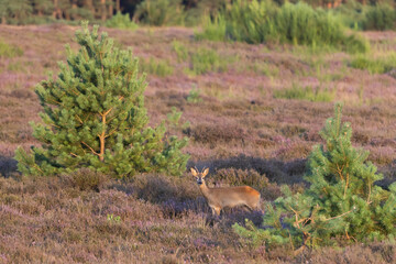 Obraz premium Roe deer foraging in Westerheide heathland during a serene summer evening
