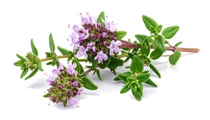 A close-up, isolated sprig of thyme with green leaves and small, delicate purple flowers