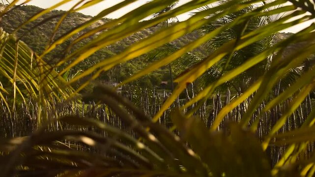 Paisagem tropical com serra e morro verde por detr&aacute;s de palmas de coqueiro, ambiente rural aconchegante e livre