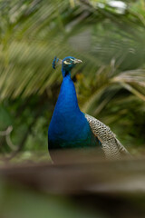Obraz premium Peacock Standing in Natural Habitat
