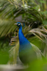 Obraz premium Peacock Standing in Natural Habitat