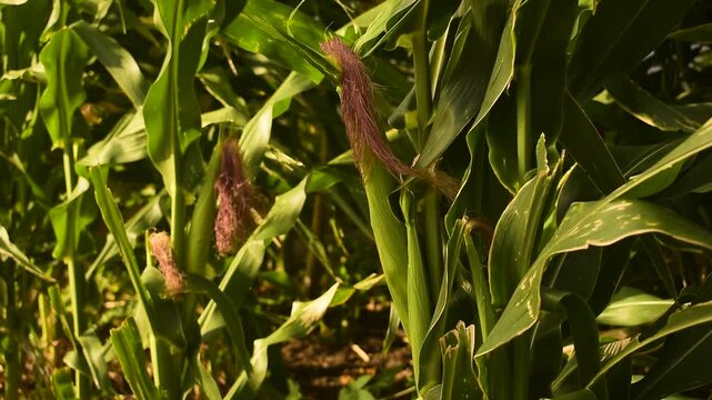 Detalhe de planta&ccedil;&atilde;o de milho com espigas em desenvolvimento e vento passando por entre as folhas, cultivo de milharal
