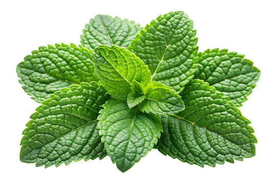 Fresh Green Mint Leaves Isolated on Transparent Background PNG