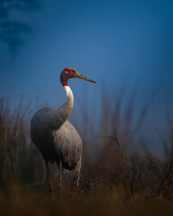 Naklejka premium A stately Sarus Crane stands tall in the wetlands of Keoladeo National Park, its red head glowing against a soft blue backdrop, capturing elegance and serenity in India’s bird sanctuary.