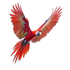 Fototapeta premium Green red winged Macaw flying isolated on transparent background