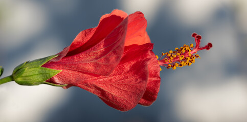 Close-up of a half-closed hibiscus flower. The red petals glow against the blue sky.