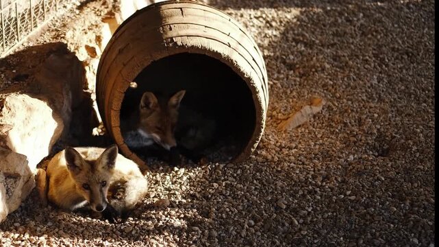 Two foxes rest in an enclosure on gravel ground. One fox sleeps inside a wooden barrel while the other lies nearby in sunlight, showing a calm wildlife care concept
