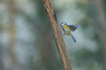 Obraz premium Blue Tit Cyanistes caeruleus perched on a dead branch or in flight