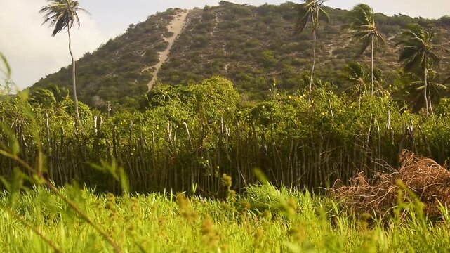 C&acirc;mera baixa pr&oacute;xima a relva de mata alagada com cerca de madeira simples e grande moro de areia tropical ao fundo, coqueiros e verde