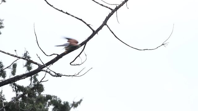 Common Kestrel (Falco tinnunculus) Taking Off from a Tree Branch