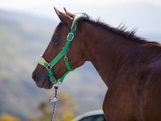 Detalhe de cavalo macho de cor castanho e pelo curto. Equita&ccedil;&atilde;o cavalo novato.