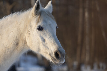 the eye of a beautiful white purebred Arabian horse of Polish breeding. Banner background