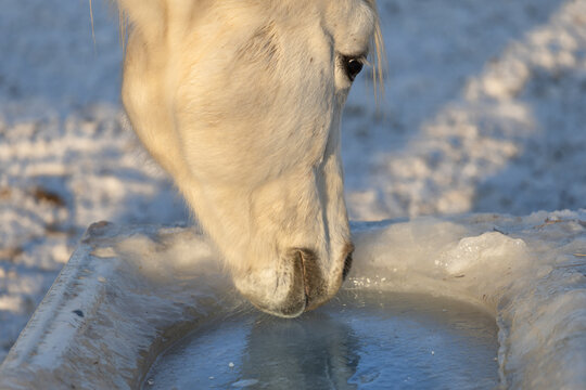 A white horse's head next to a tank of frozen drinking water. Watering horses outdoors in winter. Horse breeding in a snowy, frosty winter.