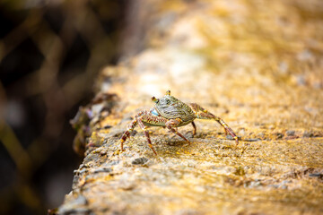 Crab on the beach runs along the pier. Exotic animals in resort places. The concept of a beach holiday in the tropics.