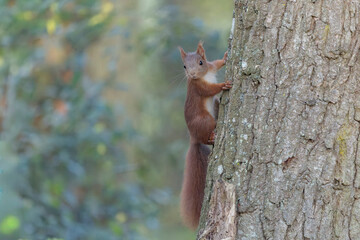 Fototapeta premium red squirrel Sciurus vulgaris perched on a tree