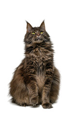 Large Maine Coon Cat Sitting on White Studio Background