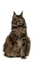 Maine Coon Cat Sitting, Facing Camera, White Isolated