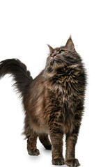 Maine Coon Cat Standing on All Fours on White Background