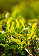 Obraz premium A close-up of fresh tea leaves on a plantation. Industrial tea cultivation in Sri Lanka. Close-up of tea bushes.