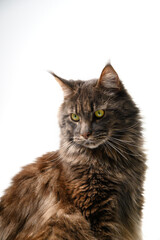 Maine Coon Cat Sitting on White Background, Copy Space