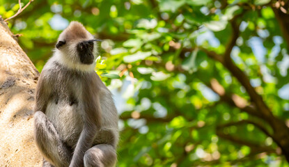 Gray hanuman langurs on a tree. Monkeys in the wild in the jungles of Sri Lanka. Troop of monkeys on trees. Wildlife scene with wild animals.