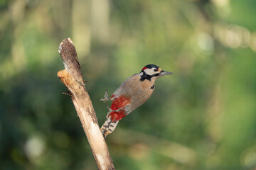 Fototapeta premium great spotted Woodpecker Dendrocopos major climbing on tree trunk or in flight