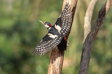 Obraz premium great spotted Woodpecker Dendrocopos major climbing on tree trunk or in flight