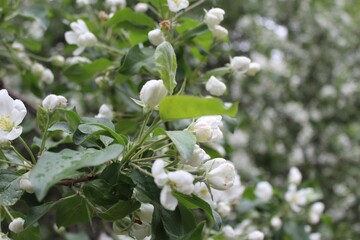 Fototapeta premium Blooming apple tree in the spring garden. Close up of white flowers on a tree. Spring background