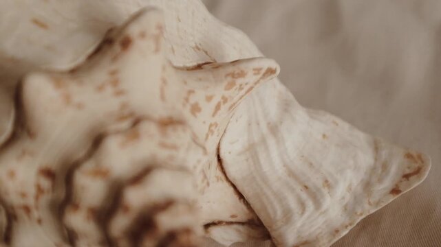 Closeup slow motion aesthetic video of a large, beige and white conch seashell with a ribbed texture, shot in a studio with natural light on textile background.