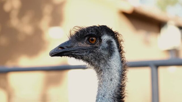 Close-up portrait of an emu head and neck in natural light. Detailed view of feathers, eye, and beak showing exotic bird features in a zoo or farm environment
