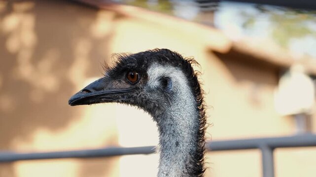 Close-up portrait of an emu head and neck in natural light. Detailed view of feathers, eye, and beak showing exotic bird features in a zoo or farm environment