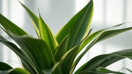 Obraz premium Bright Green Plant With Long Leaves in a Corner Near a Window in a Room During Daytime