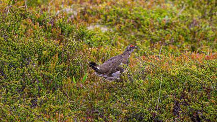 Fototapeta premium Rock ptarmigan, Dalvik in North Iceland, Europe