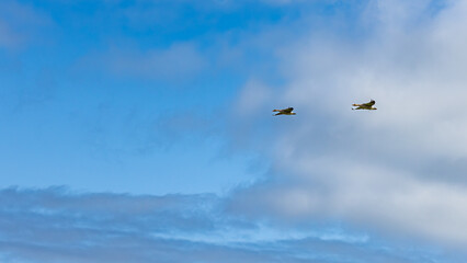 Fototapeta premium Flying greylag geese, wild waterfowl in Dalvik, North Iceland