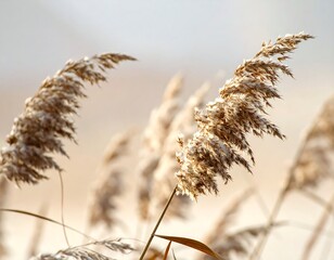 Delicate reeds swaying gently in the soft light.