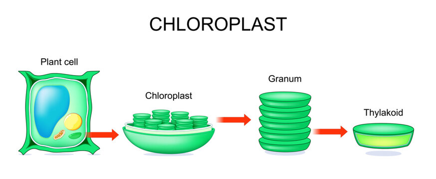 Plant cell anatomy. Chloroplast and Granum structure. Cross section of Thylakoid