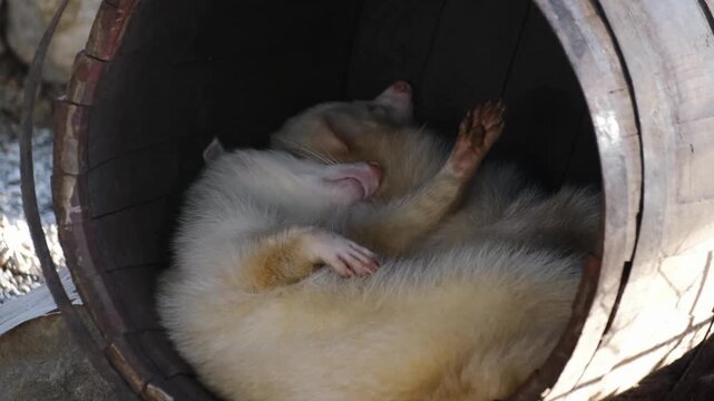 Sleeping ferrets curled up inside a wooden barrel. Cozy wildlife scene showing rest, comfort, and peaceful animal behavior in a zoo or farm enclosure