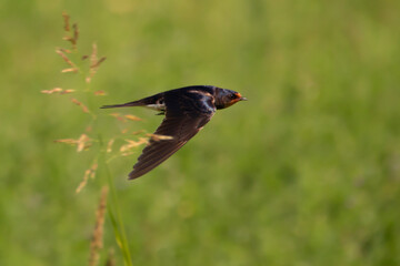Close up of a A barn swallow in flight. Black and white feathers. Freeze frame. Green and yellow blurred natural background. Copy space. Hirundo rustica.