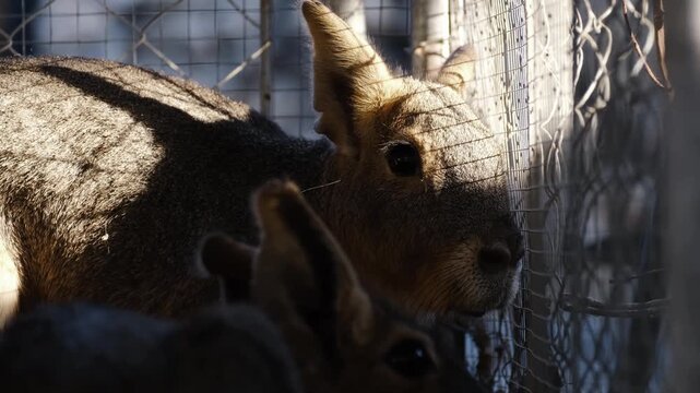Two Patagonian maras resting near a wire fence inside a zoo enclosure. Large South American rodents with long ears in calm daylight captivity environment