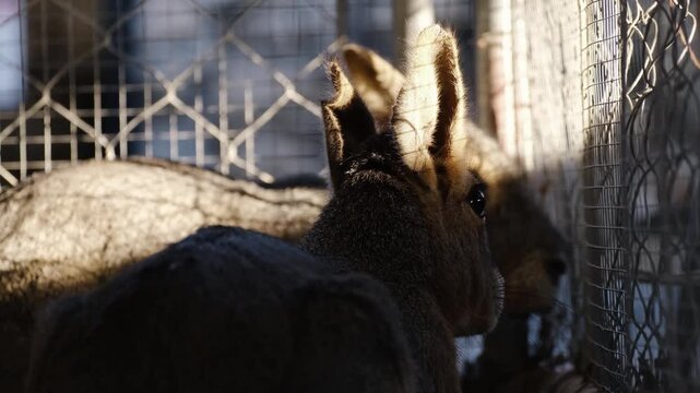Two Patagonian maras resting near a wire fence inside a zoo enclosure. Large South American rodents with long ears in calm daylight captivity environment