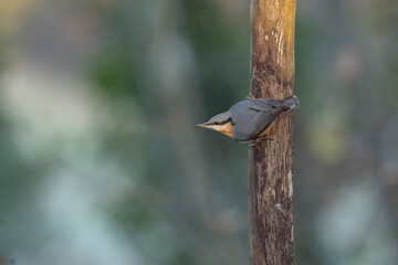 Naklejka premium sitta europeae European nuthatch perched in close view or in flight
