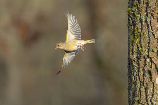 Green finch Chloris chloris in flight