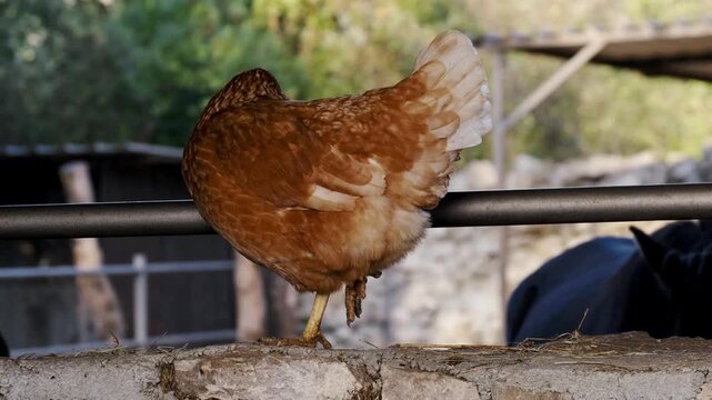 Brown domestic chicken standing on a fence rail at a rural farm, with horses walking blurred in the background. Calm countryside scene with mixed farm animals