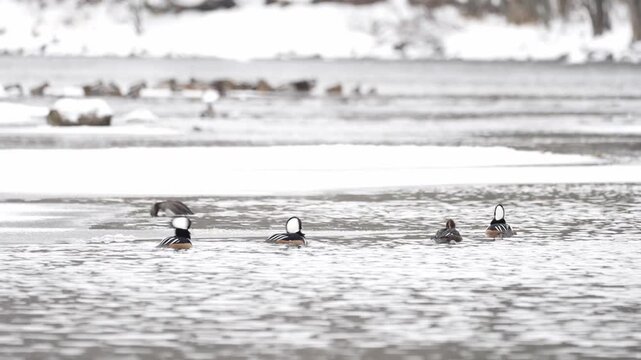 A calm winter scene of a hooded merganser ducks performing a courtship display on icy water