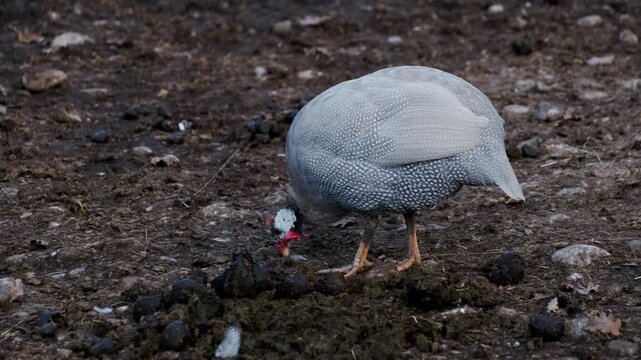Single guinea fowl searching for food on a farm ground. Rural poultry scene showing natural foraging behavior of domestic birds outdoors