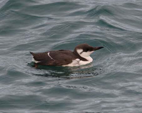 Guillemot de Tro&iuml;l en Bretagne